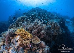 Koralowce i ryby na rafie koralowej