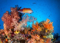 Rafa koralowa, Ryby, Koralowce