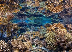 Koralowce na rafie koralowej w morzu