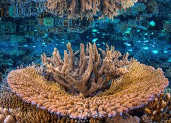 Koralowce w głębinach