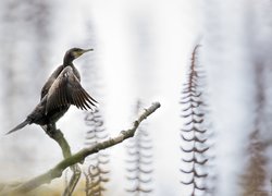 Ptak, Kormoran, Gałązki