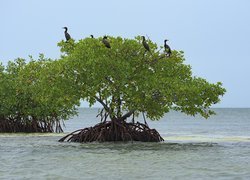 Kormorany na drzewie w morzu