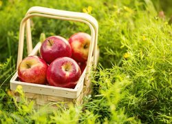 Koszyk rumianych jabłek w trawie