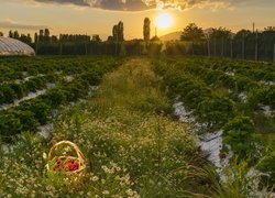 Koszyk truskawek na plantacji