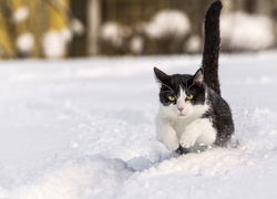 Kot biegnący przez zaspy śnieżne