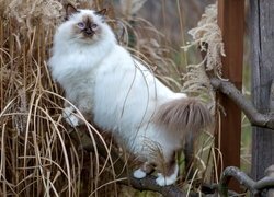 Kot birmański na gałęzi wśród suchej trawy