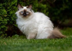 Kot birmański na trawie
