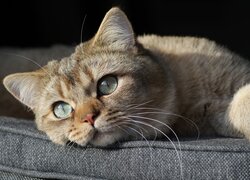 Kot brytyjski krótkowłosy, Futro, Puszyste, Wąsy, Oczy