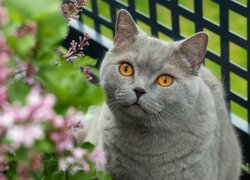 Kot brytyjski krótkowłosy przy kwiatach
