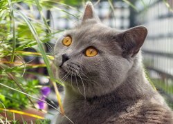 Kot brytyjski krótkowłosy przy źdźbłach trawy