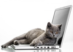 Kot brytyjski ułożył się na laptopie