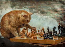 Kot grający w szachy