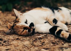 Kot leżący na suchych liściach