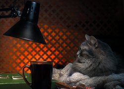 Kot leżący obok lampy i książki