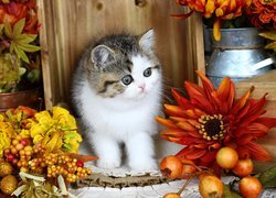 Kot między jesiennymi kwiatami