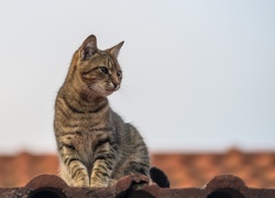 Kot na dachu budynku