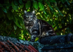 Kot, Maine coon, Dach, Liście