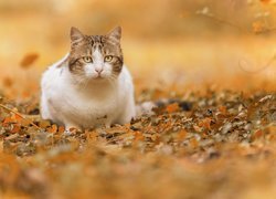 Kot na jesiennych liściach