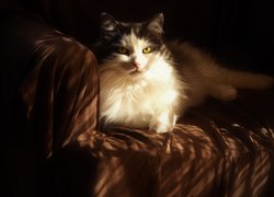 Kot, Kanapa, Światło