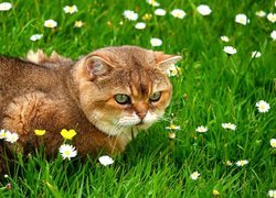 Kot, Trawa, Kwiatki, Stokrotki