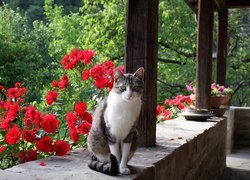 Kot, Murek, Ogród, Kwiaty, Róże
