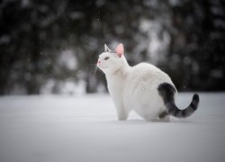 Biały, Kot, Ciemny, Ogon, Śnieg