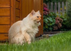 Kot na trawie obok altanki w ogrodzie
