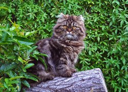 Kot norweski leśny na pniu