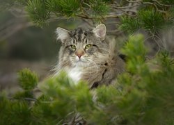 Kot norweski leśny pod gałązkami sosny