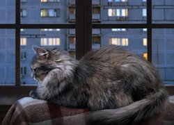Kot norweski leśny przy oknie