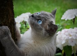 Kot, Niebieskie, Oczy, Pień