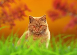 Kot o pomarańczowych oczach