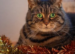 Kot o zielonych oczach