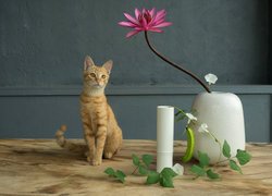 Kot obok wazonu z lilią wodną
