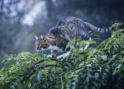 Kot obserwuje teren z gałęzi drzewa