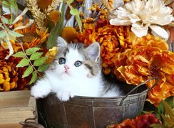Kot otoczony jesiennymi kwiatami
