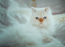 Biały, Puszysty, Kot perski, Niebieskie, Oczy