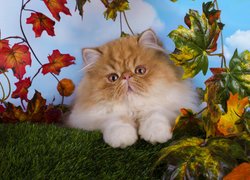 Kot perski na trawce obok liści