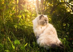 Kot perski na trawie