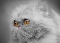 Kot perski o bursztynowych oczach