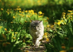Kot pośród kwiatów mniszka lekarskiego
