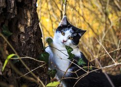Kot przy jesiennym drzewie