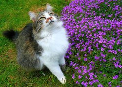 Kot, Spojrzenie, Fioletowe, Kwiaty, Trawa