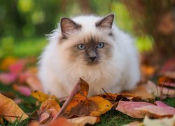 Kot ragdoll na jesiennych liściach