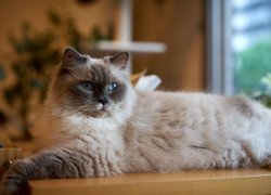 Kot, Ragdoll