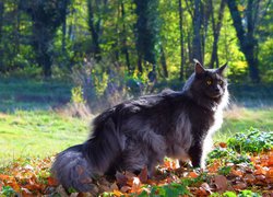 Kot rasy maine coon na jesiennych liściach