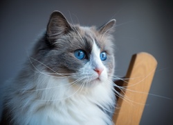 Ragdoll, Kot