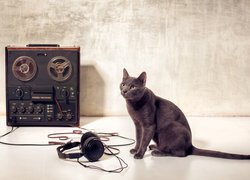 Kot rosyjski obok magnetofonu