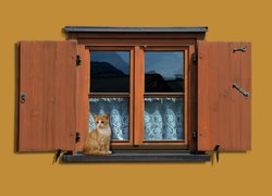 Kot siedzący na parapecie okna
