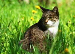 Kot siedzący w trawie